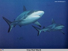 GCSR036-Gray_Reef_Shark copia